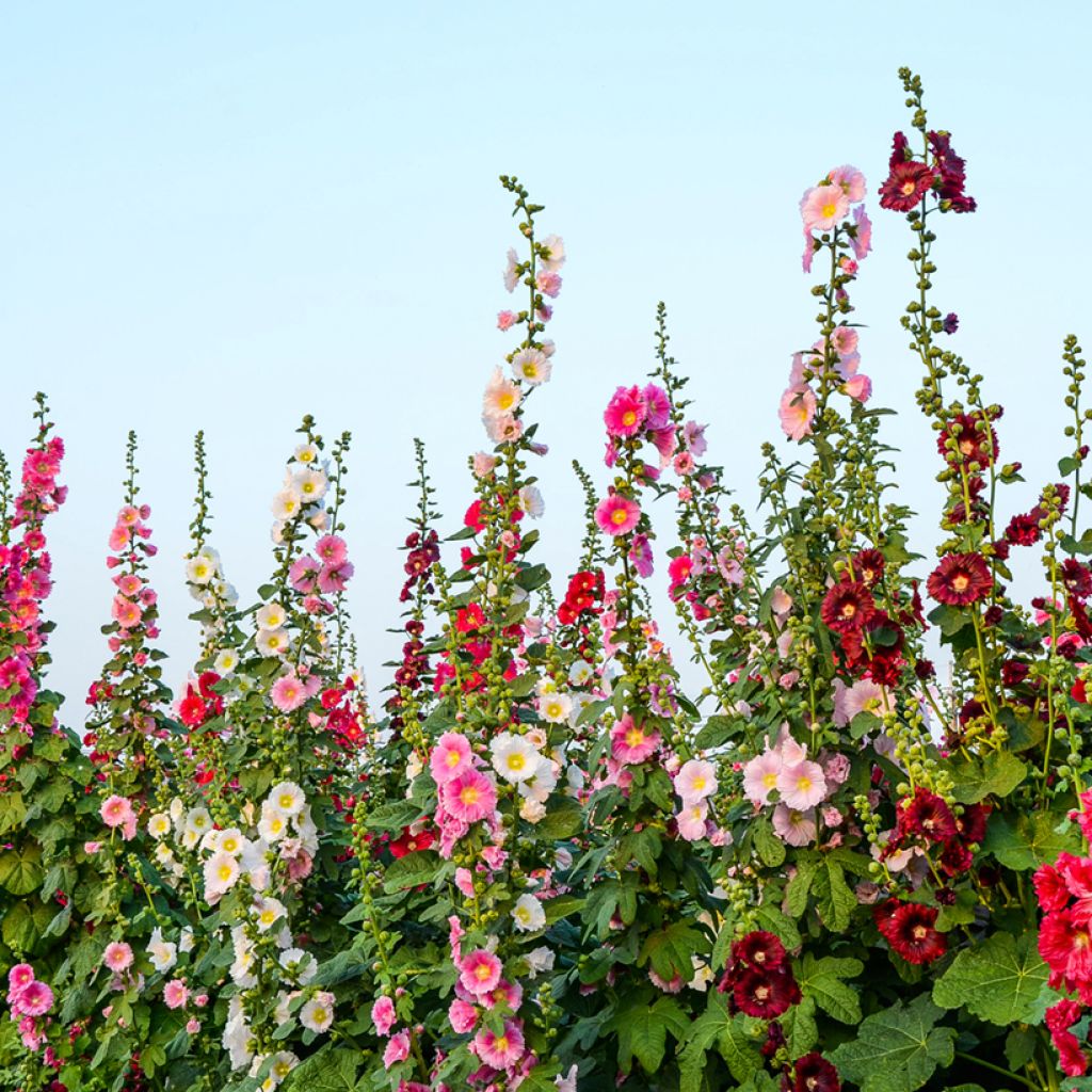 Alcea filicifolia Antwerp Stars Mix Seeds - Hollyhock