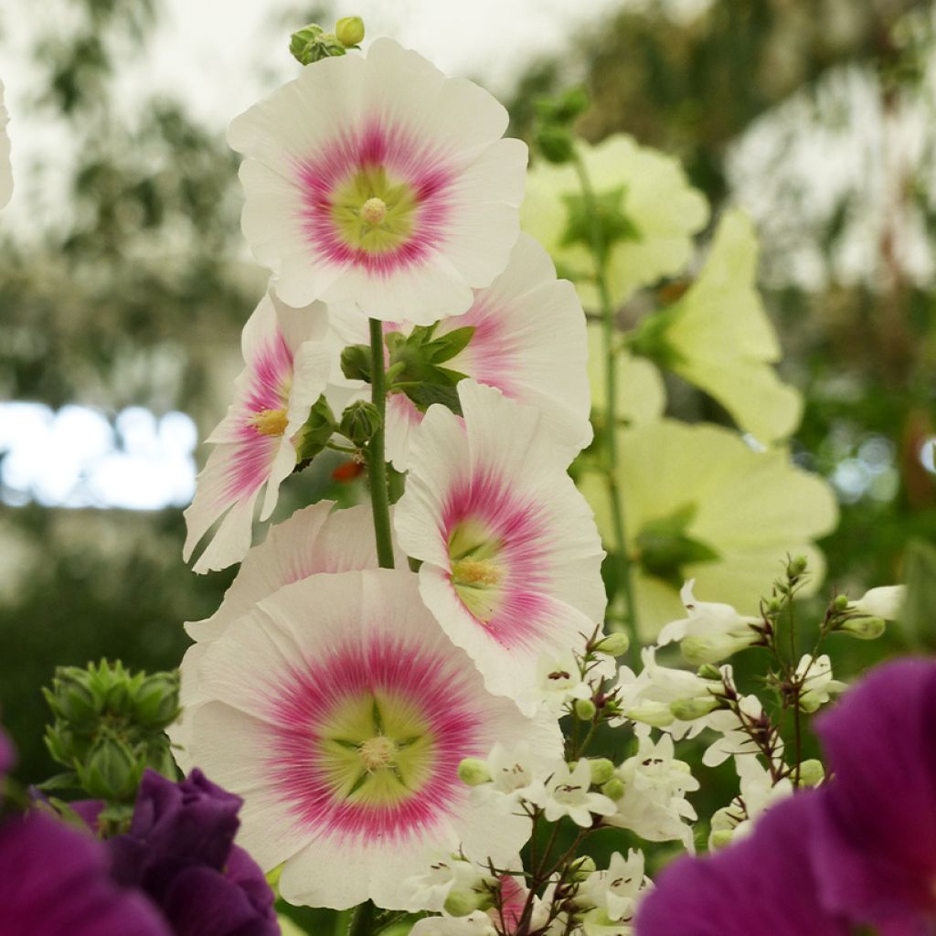 Alcea rosea Halo Blush seeds - Hollyhock