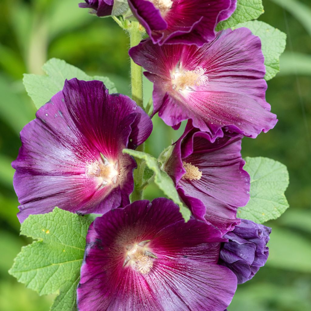 Alcea rosea Halo Lavender seeds - Hollyhock