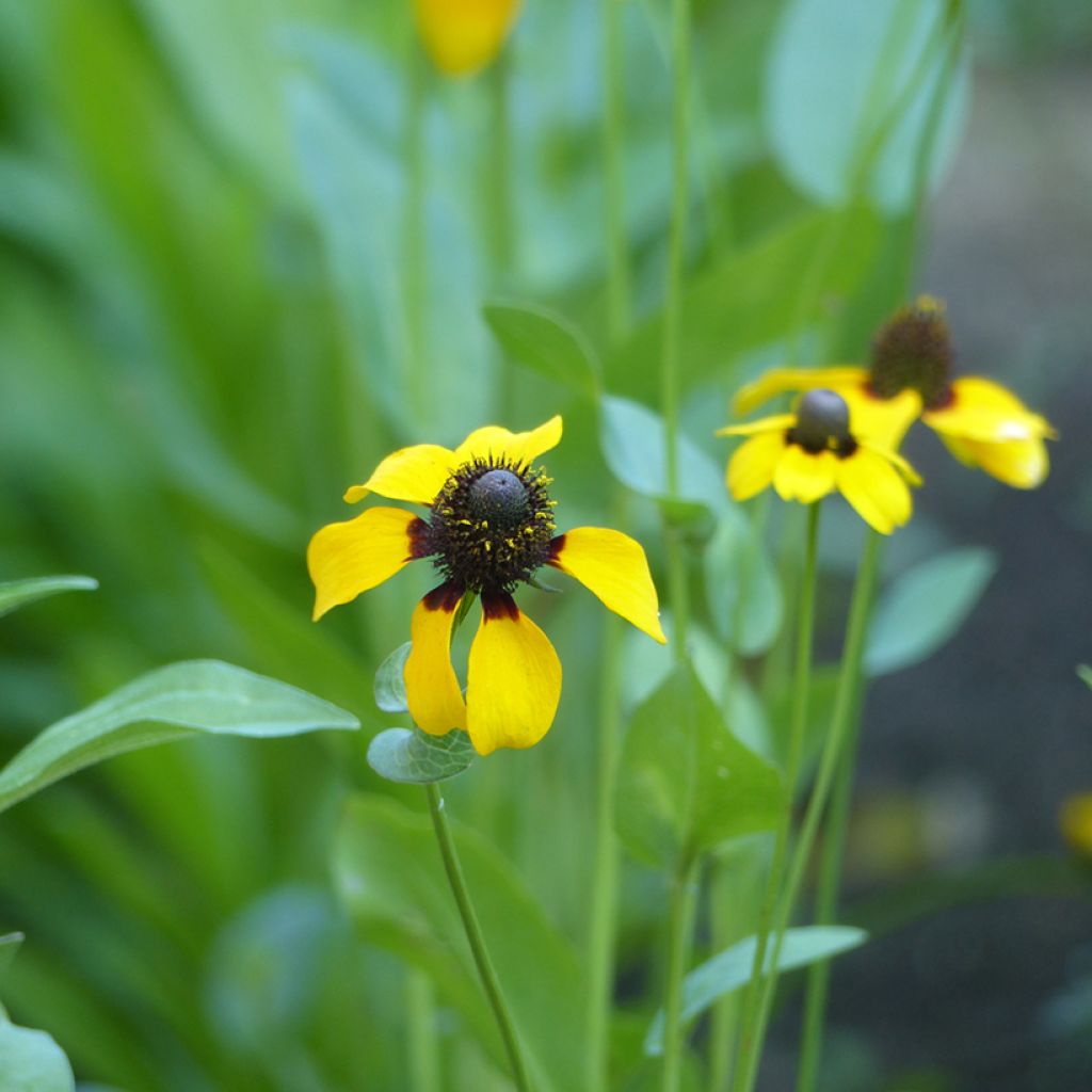 Clasping coneflower Seeds - Rudbeckia amplexicaulis