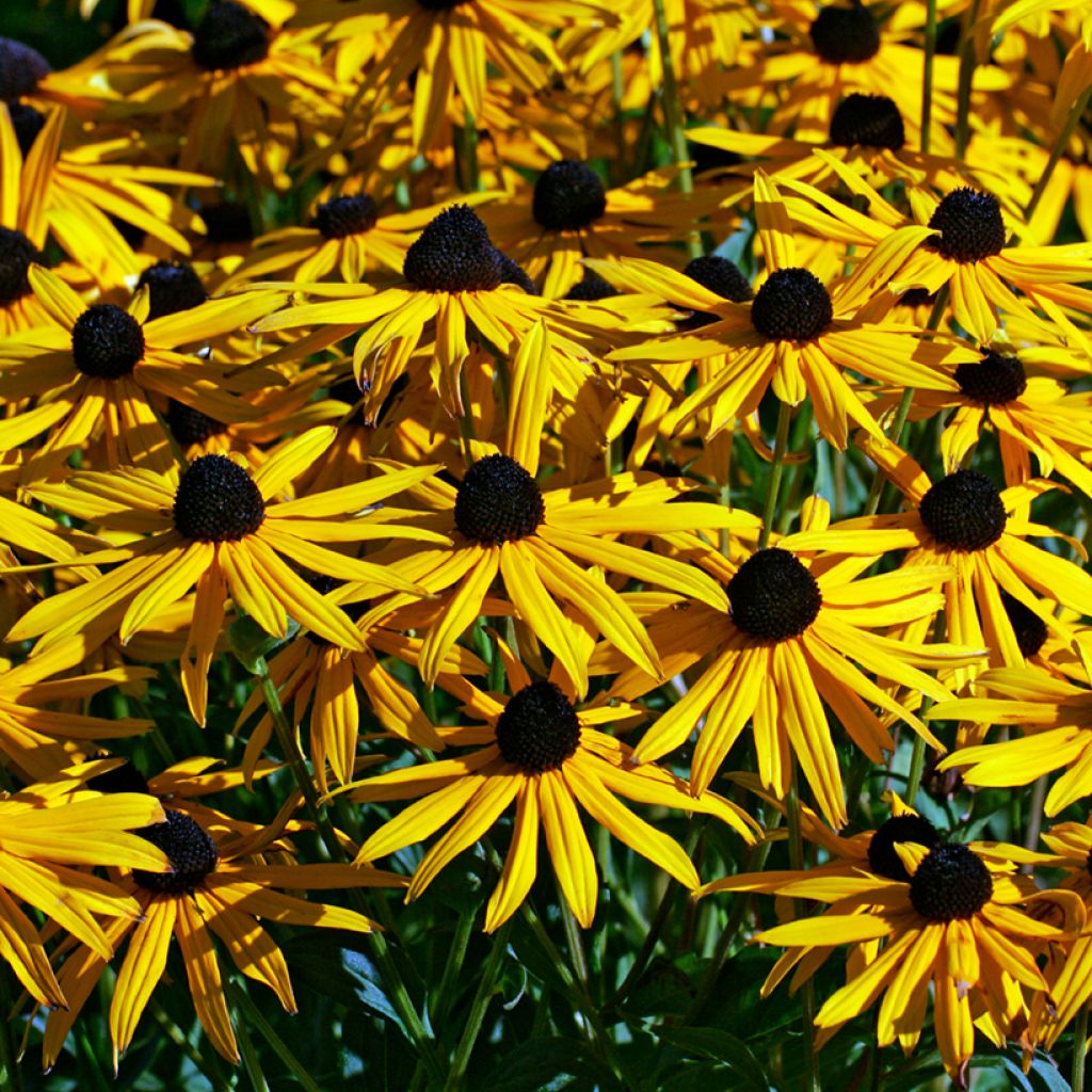 Rudbeckia fulgida var. sullivantii Goldsturm Seeds - Black-eyed Susan