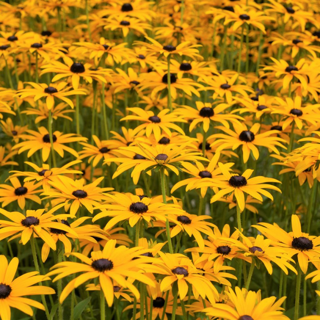 Rudbeckia fulgida var. sullivantii Goldsturm Seeds - Black-eyed Susan