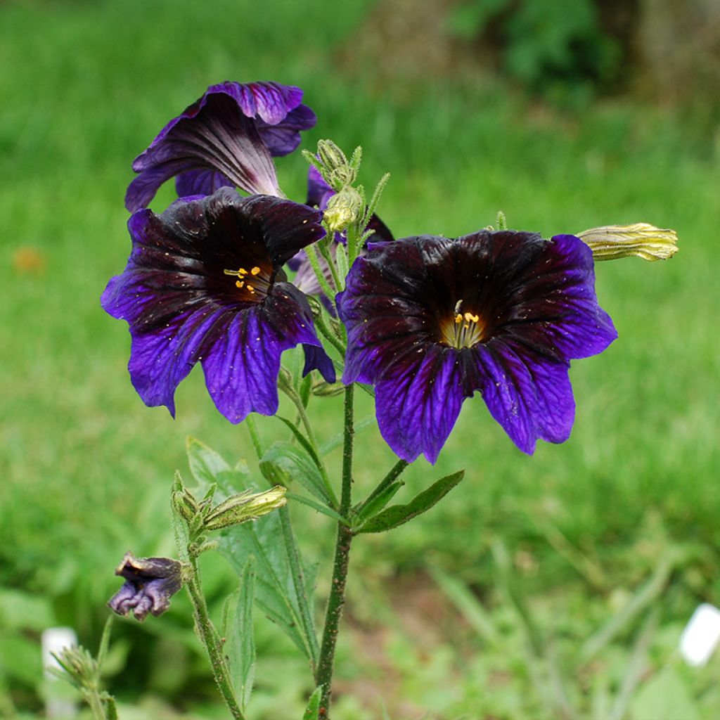 Salpiglossis sinuata Kew Blue - seeds