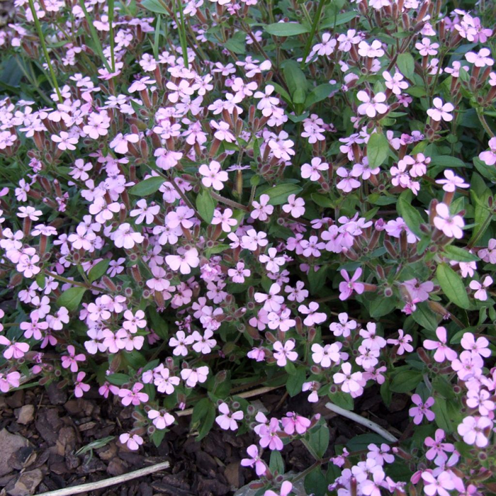 Saponaria ocymoides - Tumbling Ted Seeds