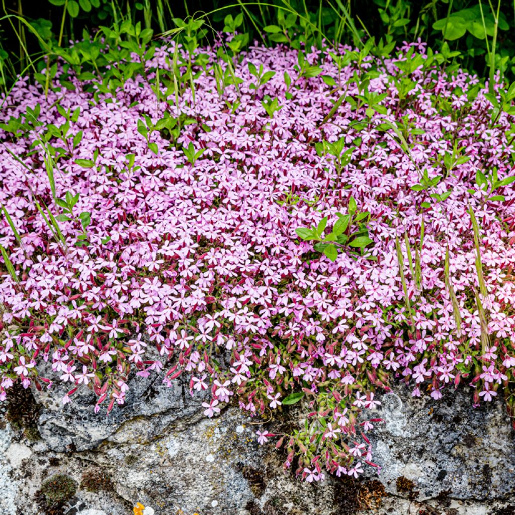 Saponaria ocymoides - Tumbling Ted Seeds