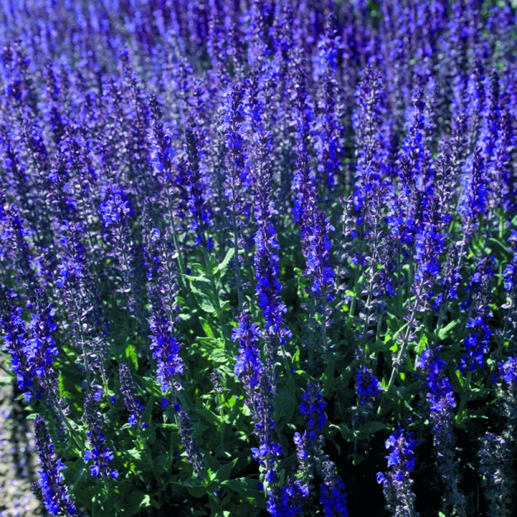 Salvia nemorosa Dwarf Blue Queen Seeds - Wood Sage