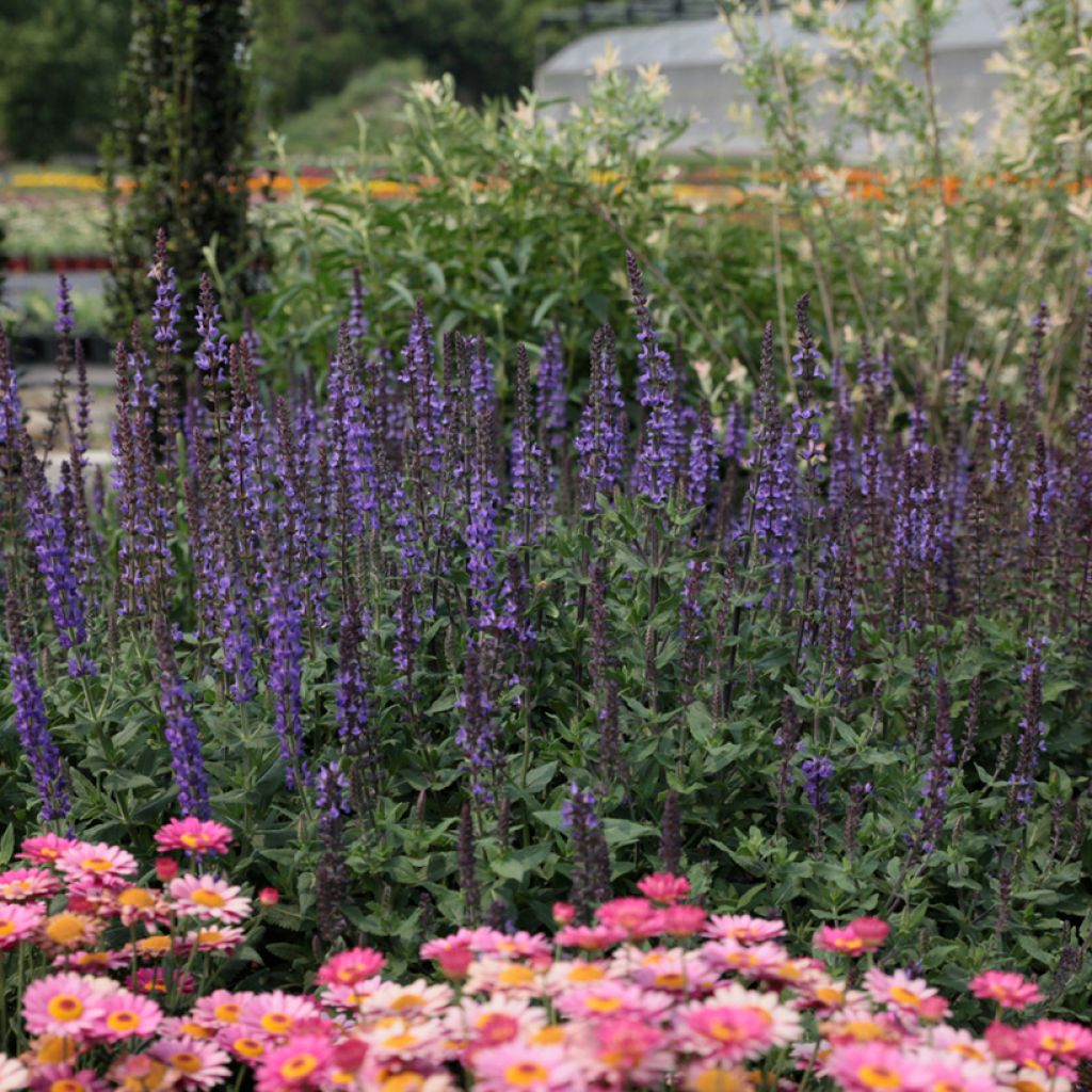 Salvia nemorosa Dwarf Blue Queen Seeds - Wood Sage