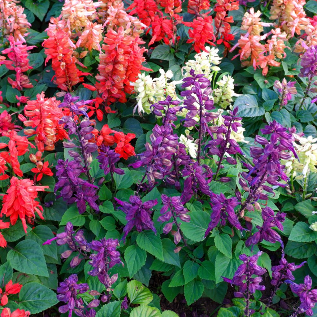 Salvia splendens Reddy Nero Mixture seeds - Scarlet Sage, Tropical Sage, Red Salvia