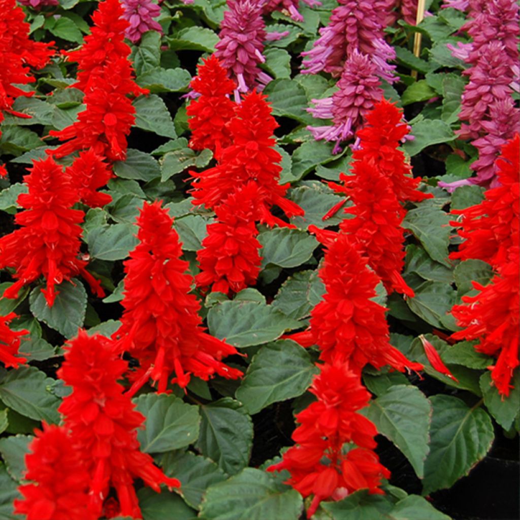 Salvia splendens Reddy Bright Red seeds - Scarlet Sage, Tropical Sage, Red Sage