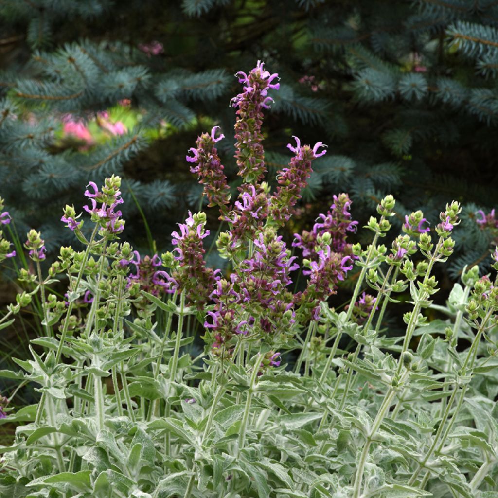 Salvia canariensis Lancelot seeds - Canary Island sage