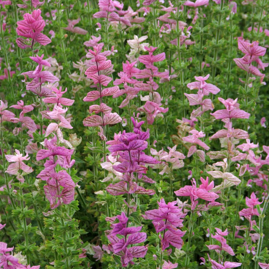 Salvia viridis Pink Sundae Seeds - Clary Sage