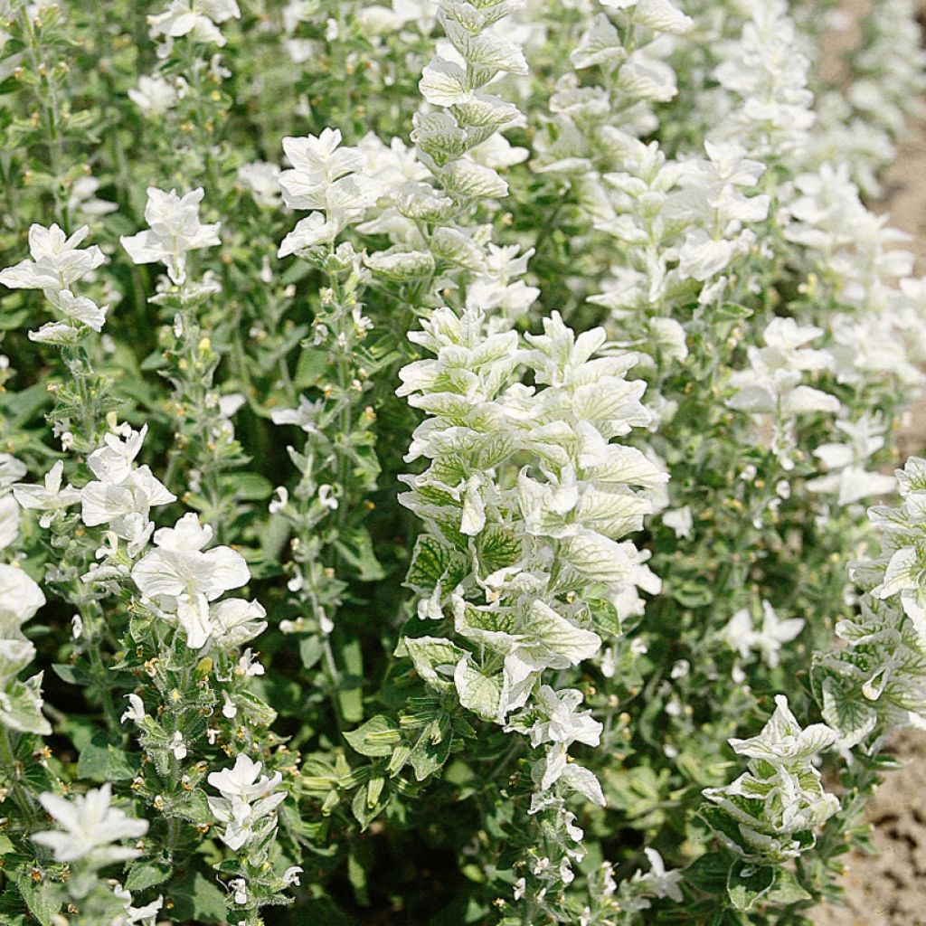 Salvia horminum White Swan - seeds