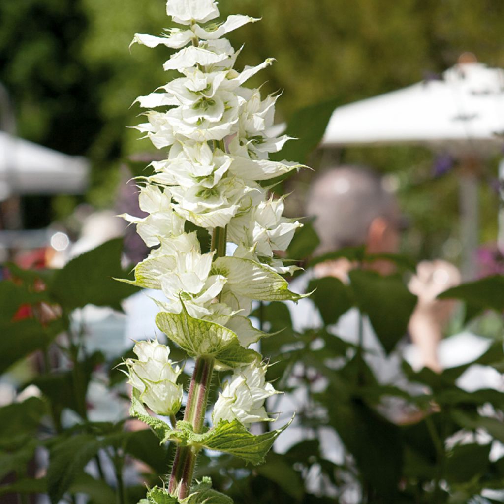 Clary Sage Vatican White seeds - Salvia sclarea