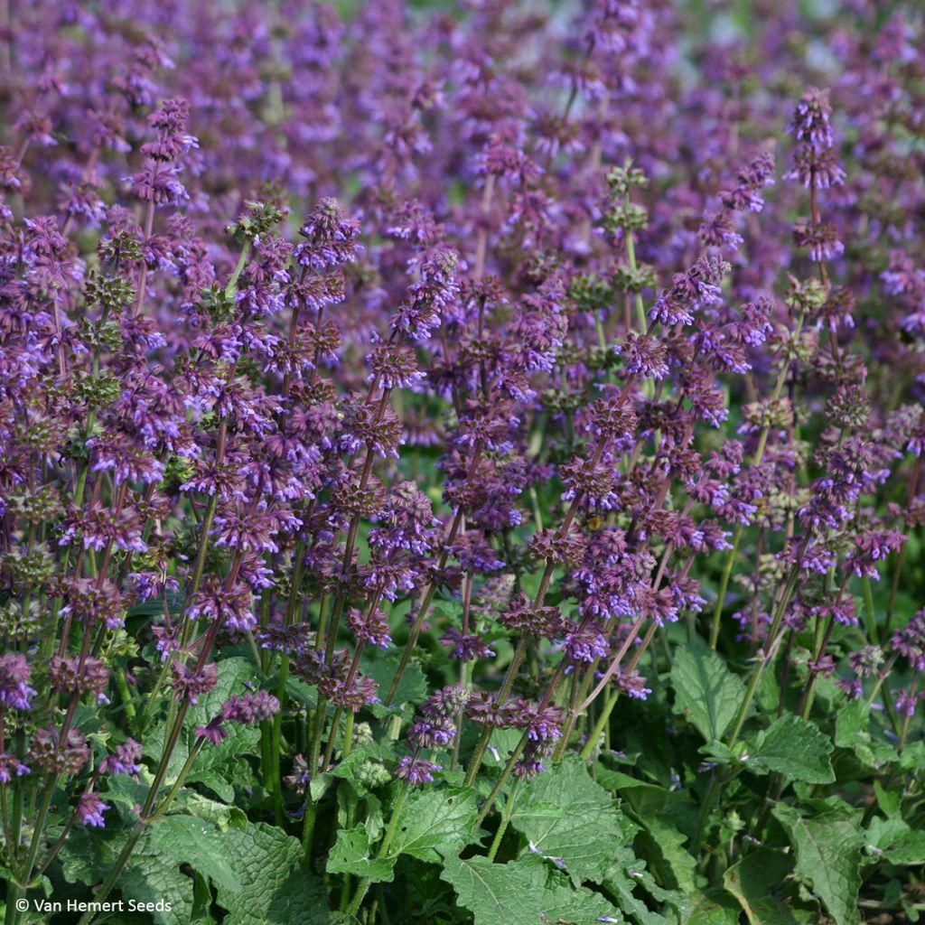 Salvia verticillata Purple Fairy Tale - seeds