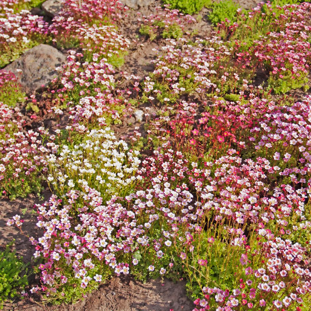 Saxifraga x arendsii Rockery Hybrids mix seeds