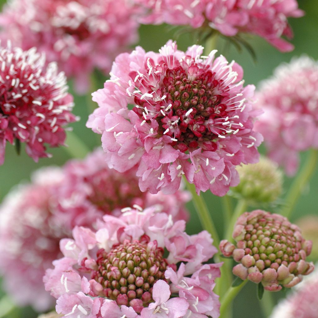 Scabiosa atropurpurea Salmon Queen Seeds