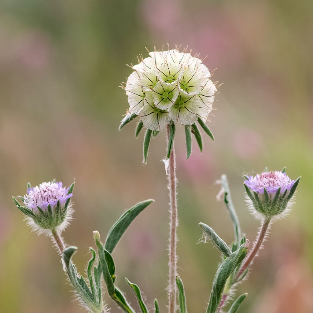 Lomelosia stellata - seeds