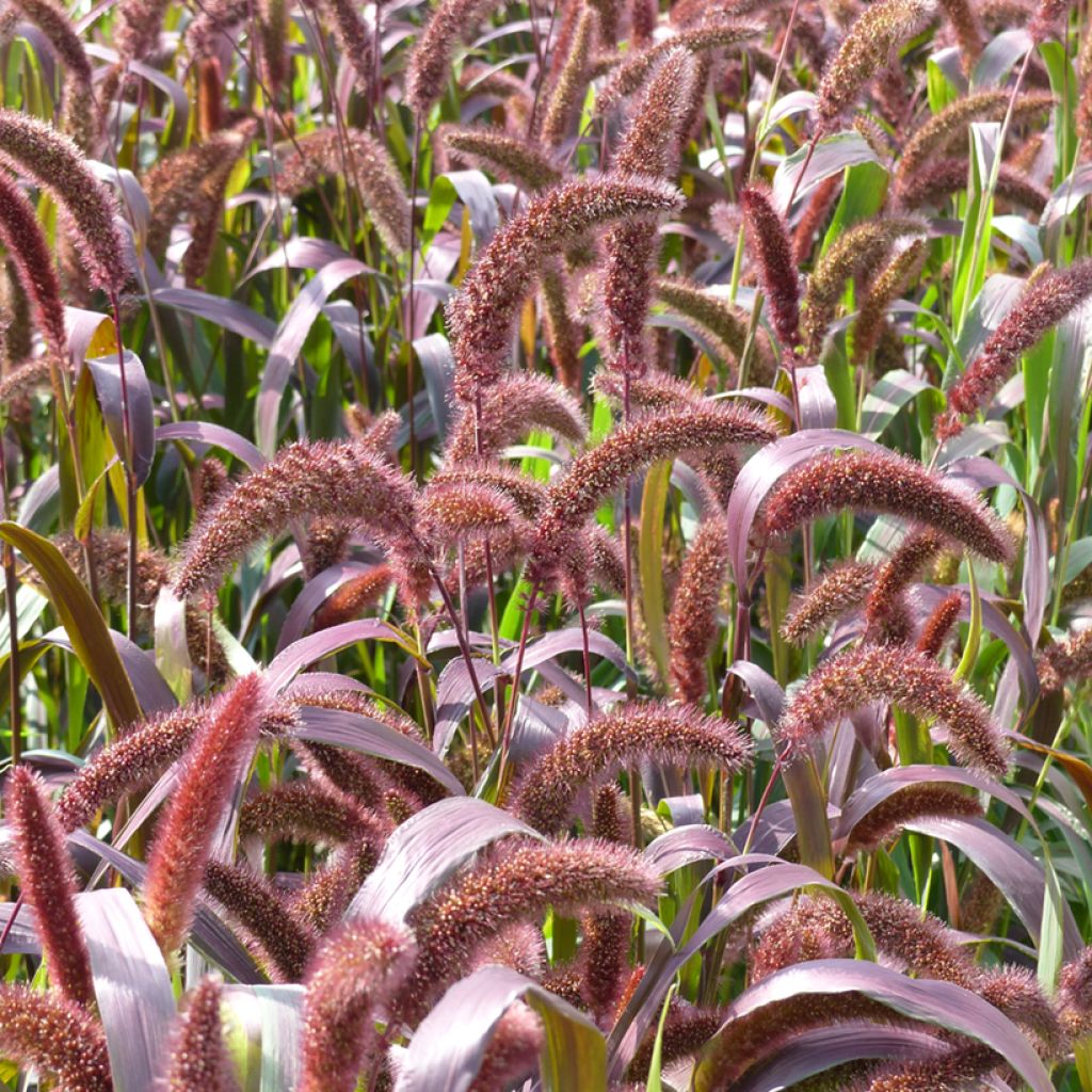 Setaria italica Red Jewel Seeds - Foxtail millet