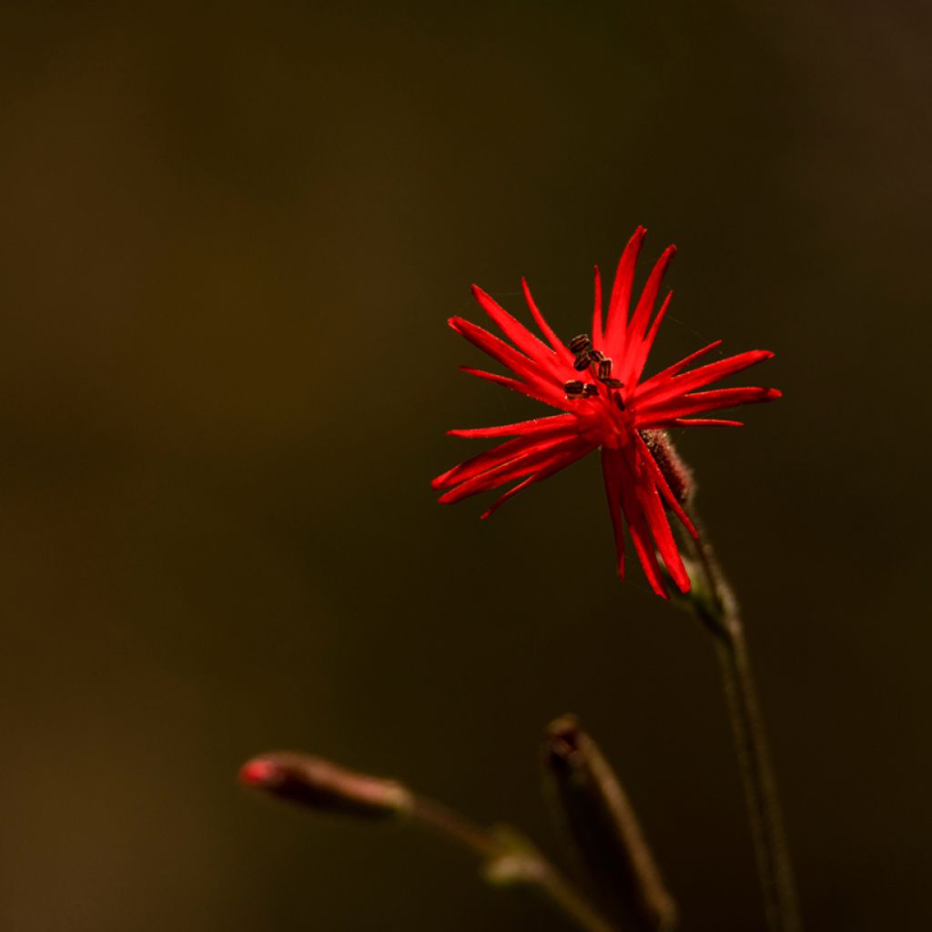 Silene laciniata - Mexican Catchfly Jack Flash Seeds