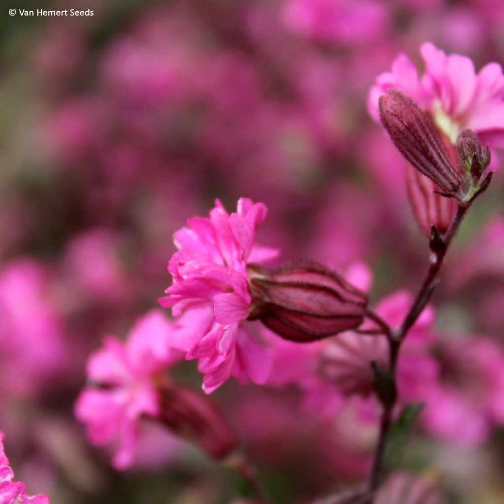 Silene pendula Sibella Carmine