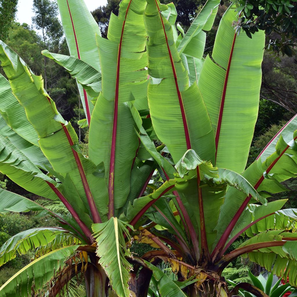 Snow Banana Seeds - Ensete glaucum - Snow Banana Tree