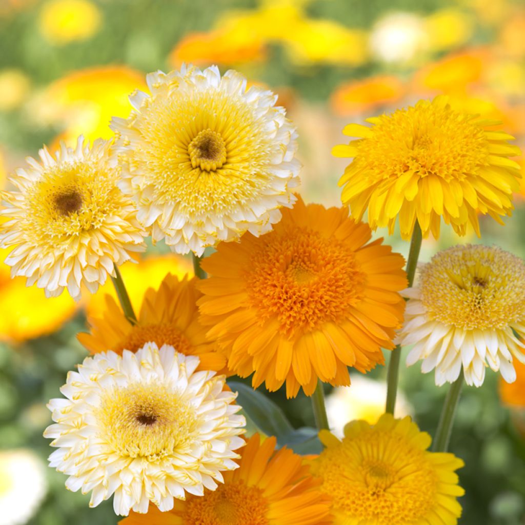 Calendula officinalis Kinglet Mix Seeds- Pot Marigold