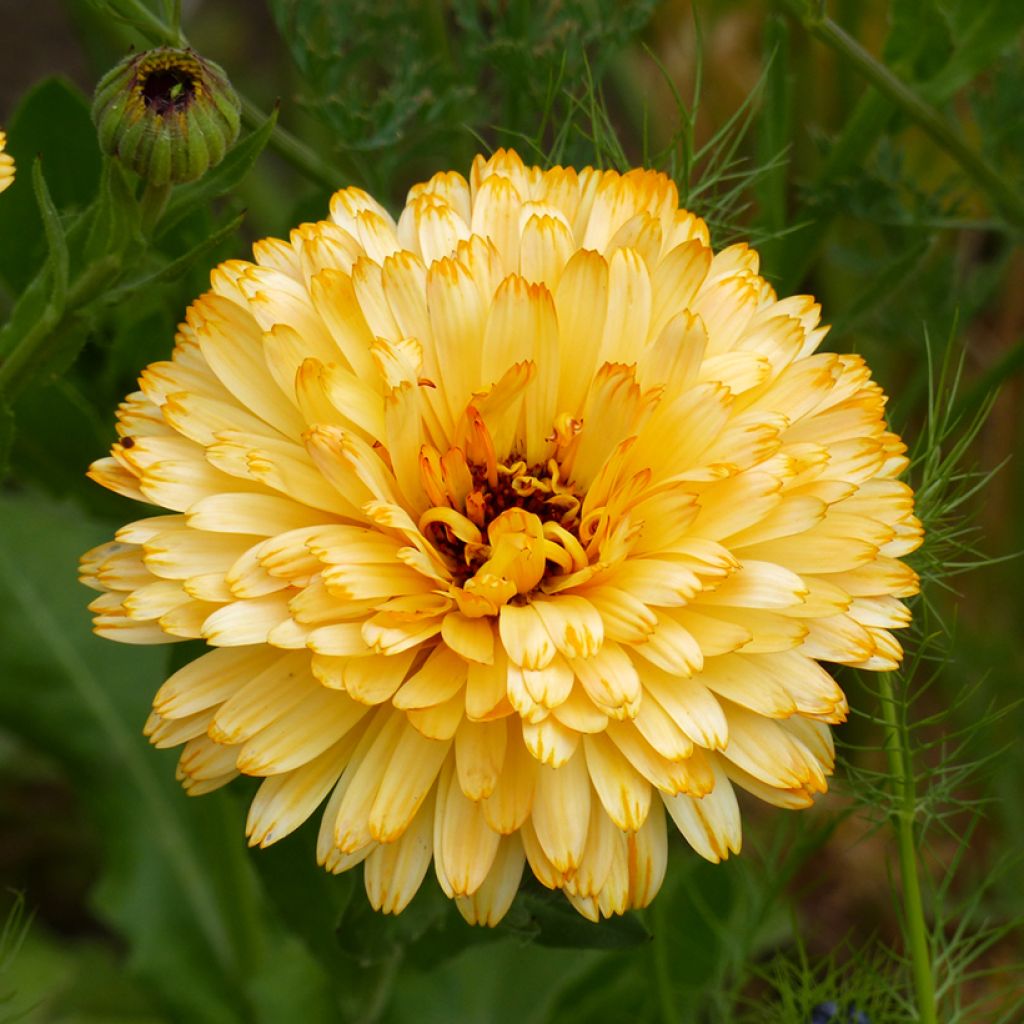 Calendula officinalis Pacific Beauty Apricot seeds - Marigold