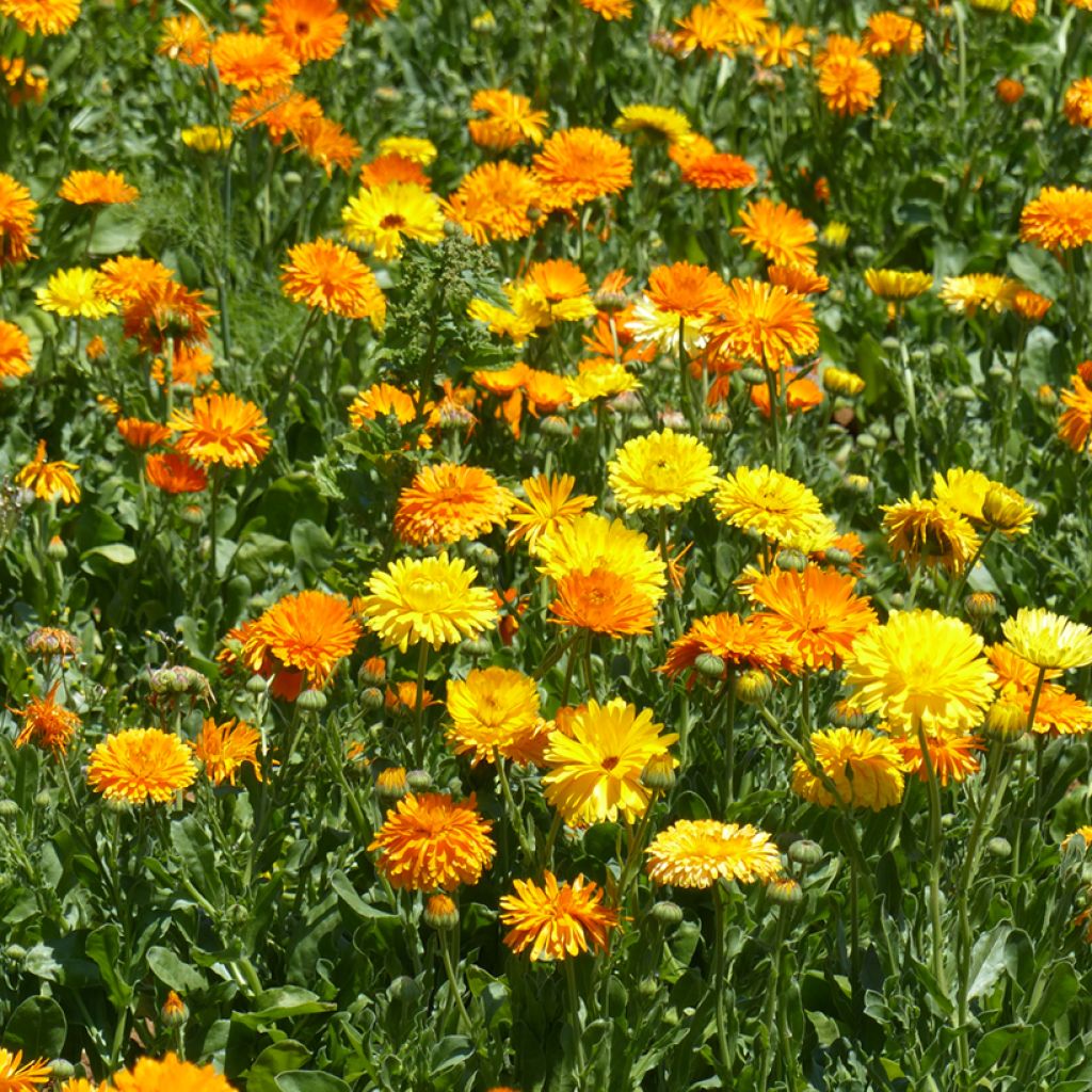 Calendula officinalis mix - seeds