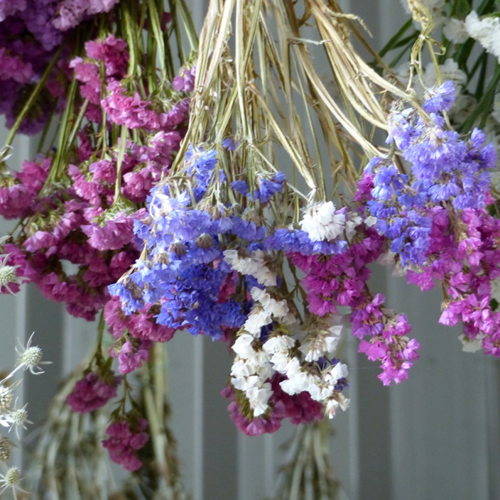 Limonium sinuatum Forever Art Shades seeds - Statice