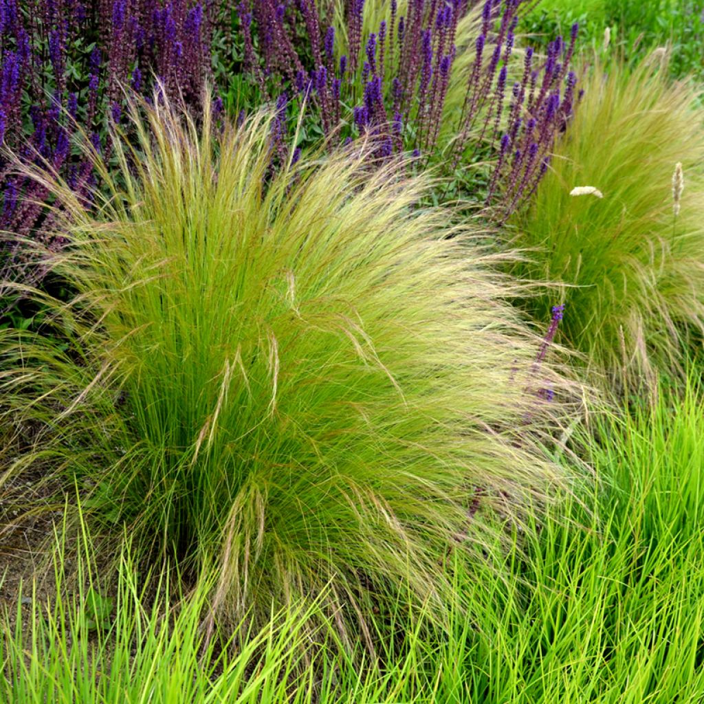 Stipa tenuissima Angel Hair