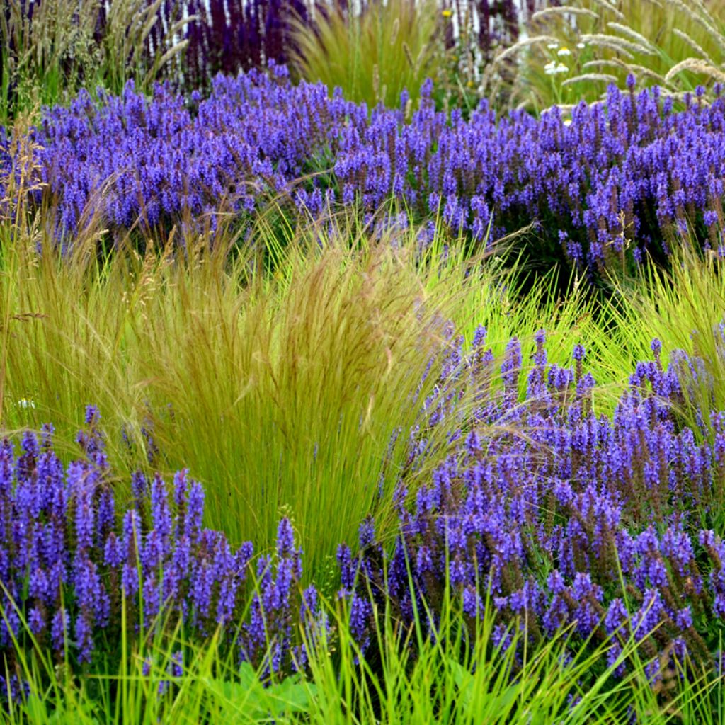 Stipa tenuissima Angel Hair