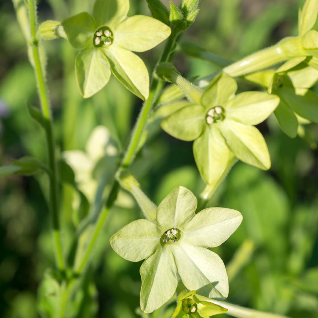 Tobacco plant Mojito Seeds - Nicotiana alata