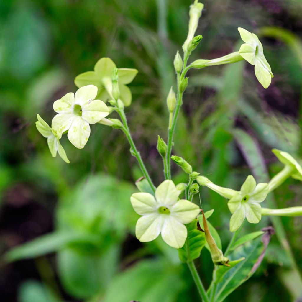 Tobacco plant Mojito Seeds - Nicotiana alata