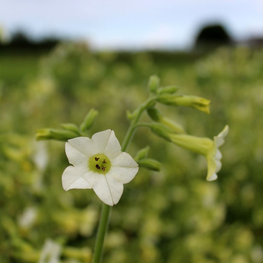 Tobacco plant Starlight Dancer Seeds - Nicotiana alata