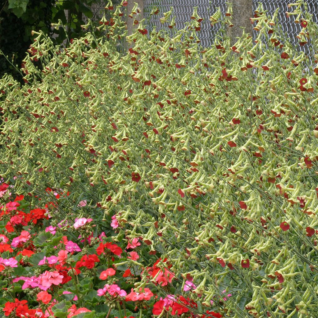 Nicotiana alata Tinkerbell F1