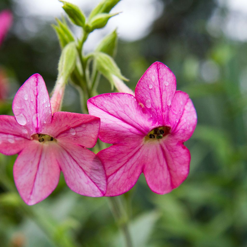 Nicotiana alata Tinkerbell F1