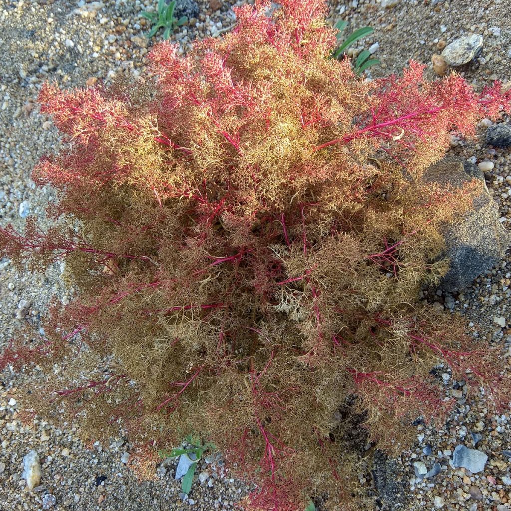 Teloxys aristata Seeds - Seafoam 