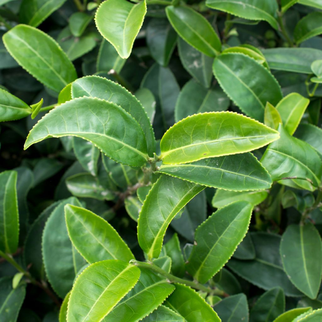 Camellia sinensis seeds - Tea