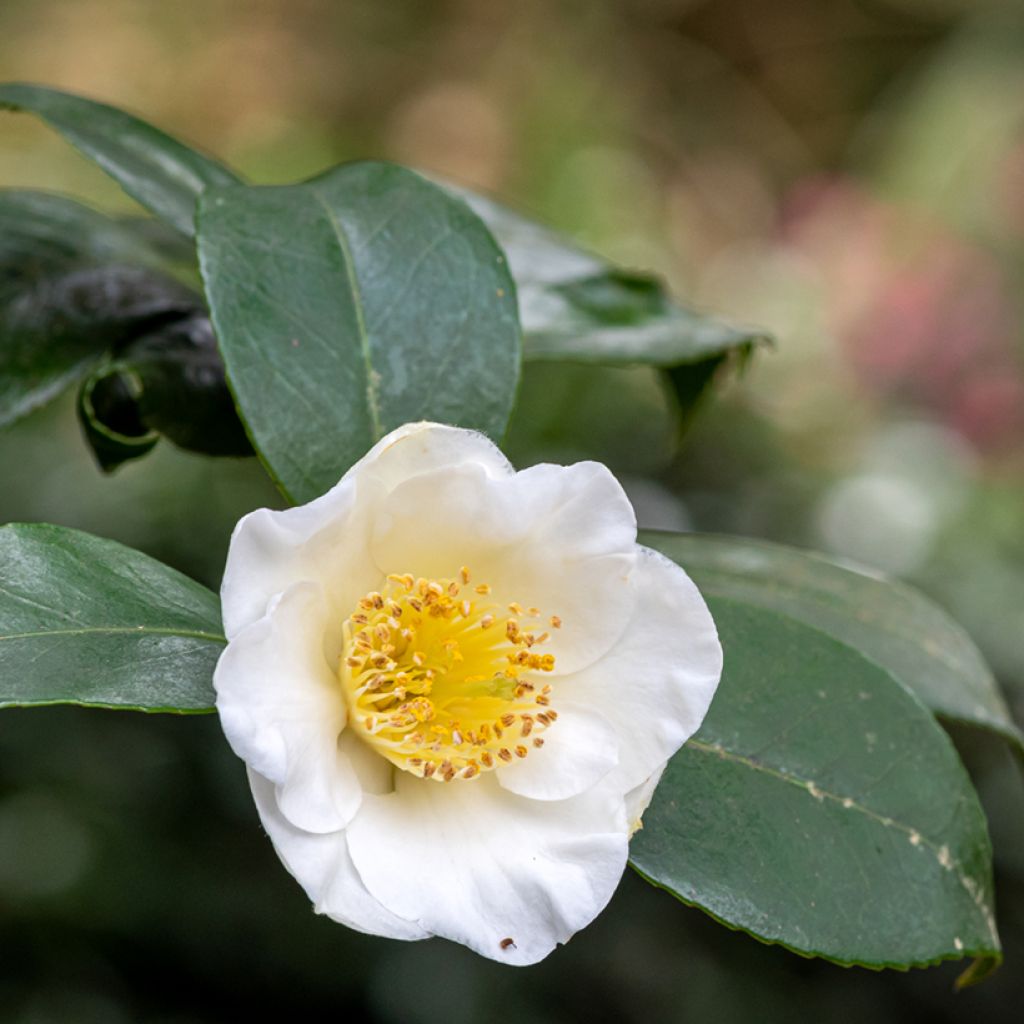 Camellia sinensis seeds - Tea