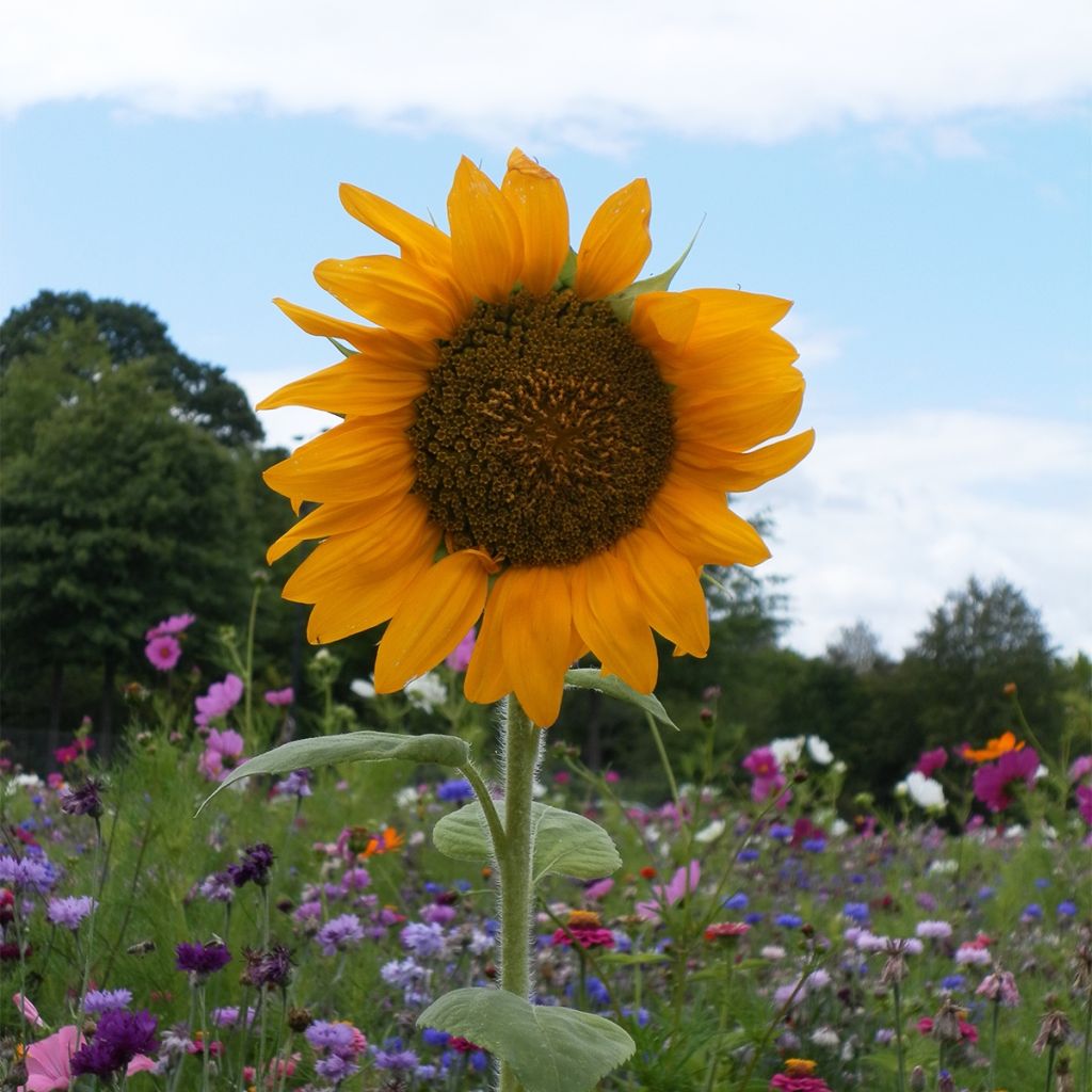 Graines de Tournesol Mongolian Giant (Russian) - Helianthus annuus