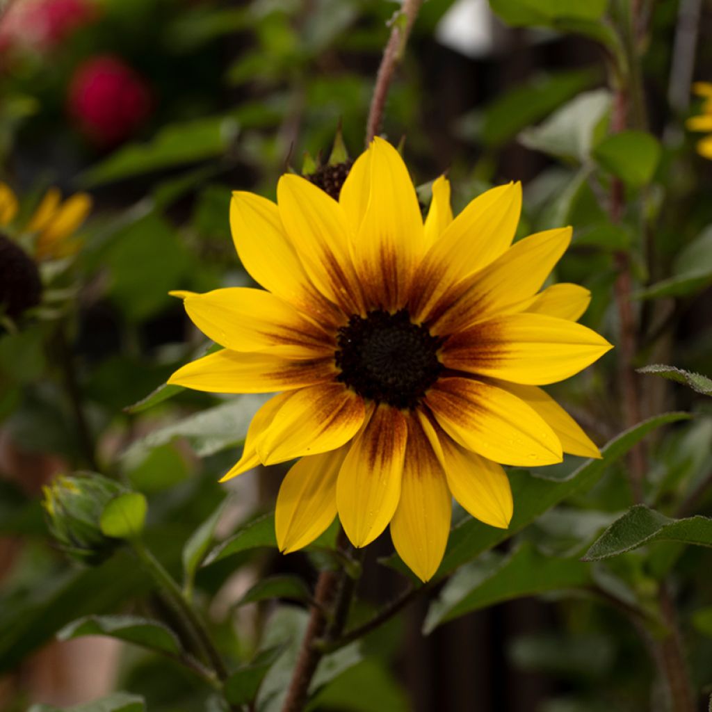 Sunflower Paquito Mix Seeds - Helianthus annuus