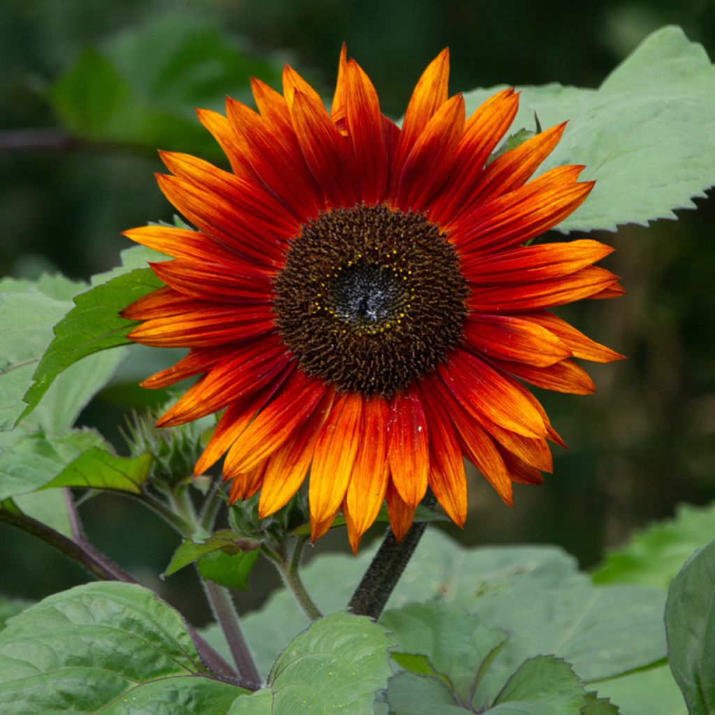 Sunflower Paquito Mix Seeds - Helianthus annuus