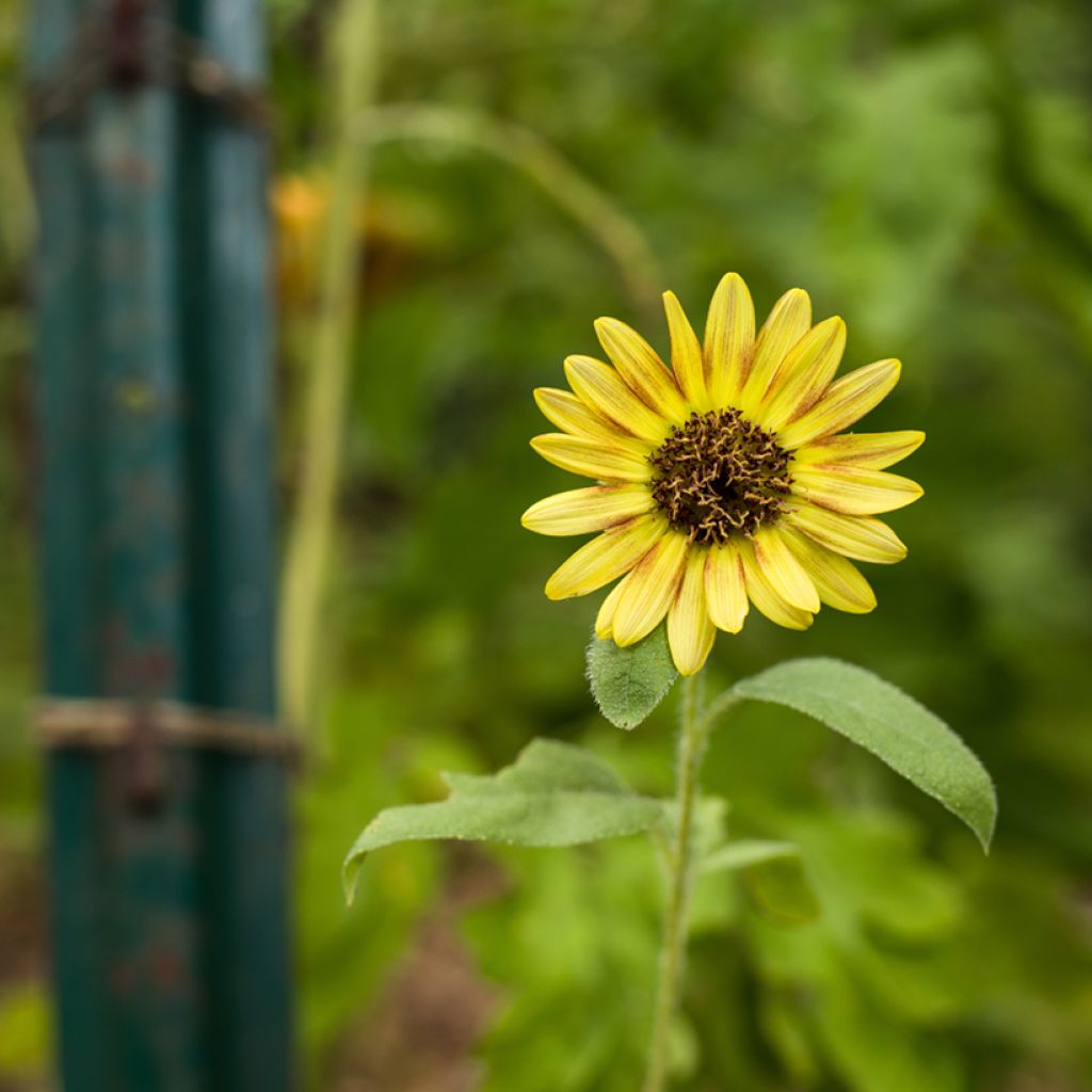 Sunflower Paquito Mix Seeds - Helianthus annuus