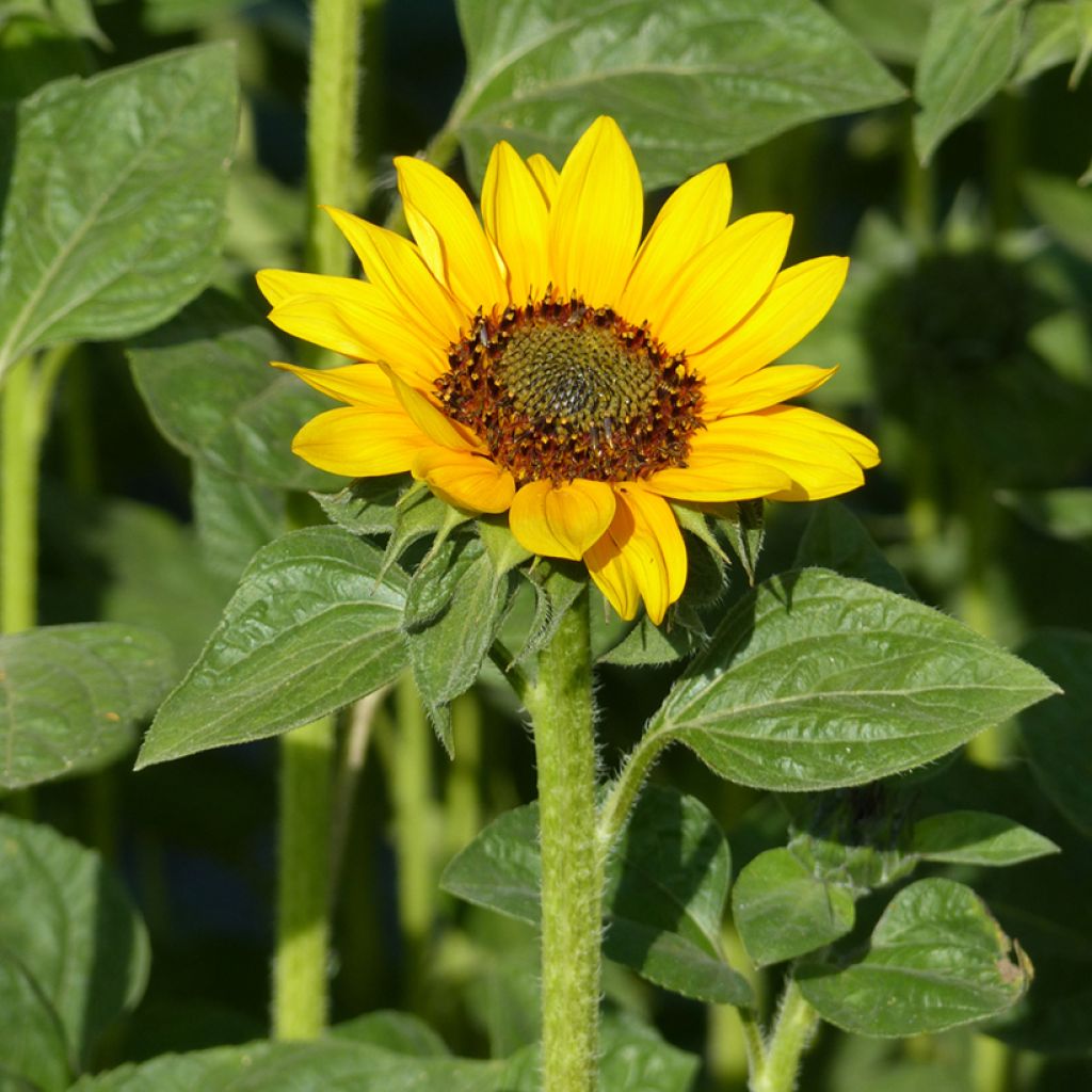 Helianthus annuus Sonja seeds - Annual sunflower