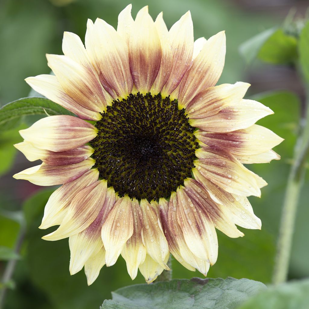 Sunflower Summer Lovin F1 - Helianthus annuus