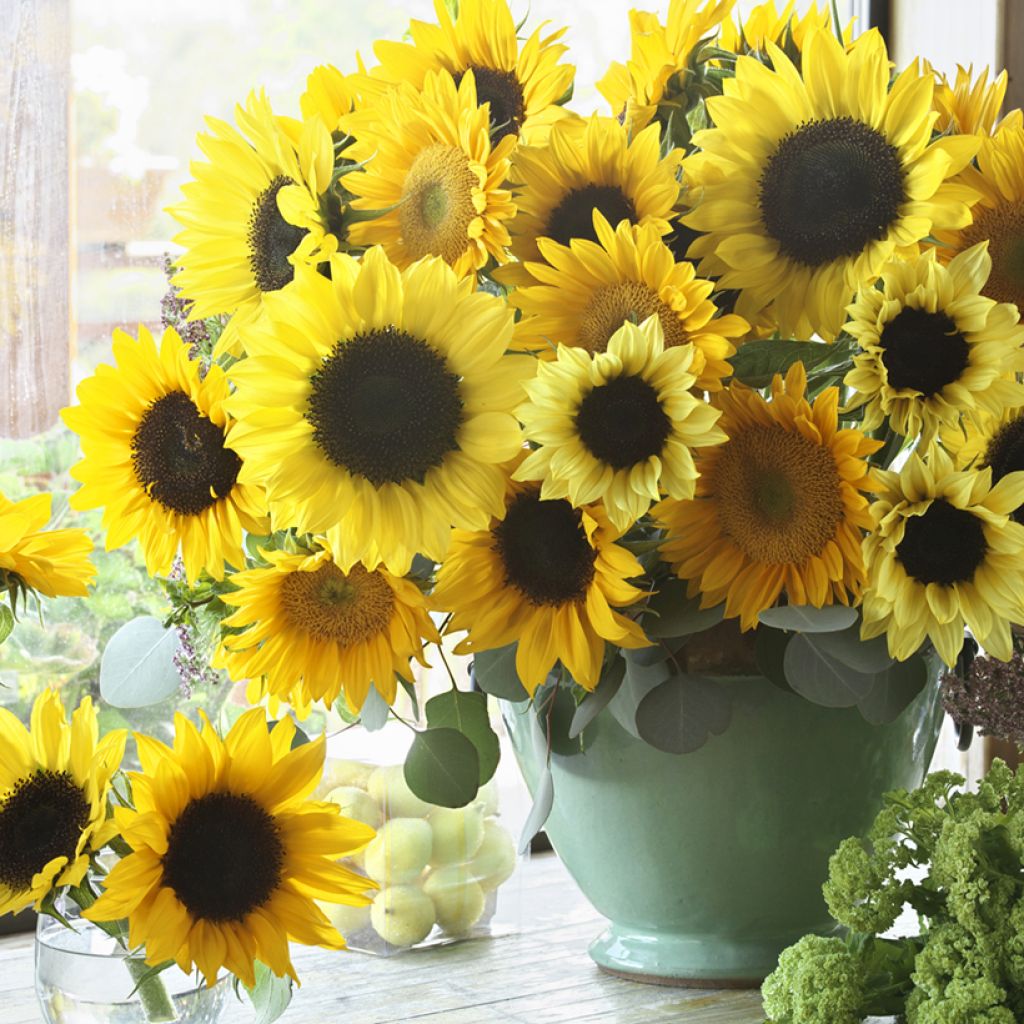 Sunflower Van Gogh Mix F1 seeds - Helianthus annuus