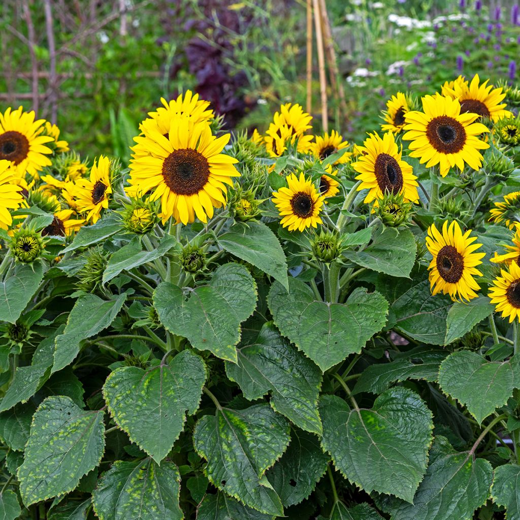 Helianthus Waooh! - Sunflower