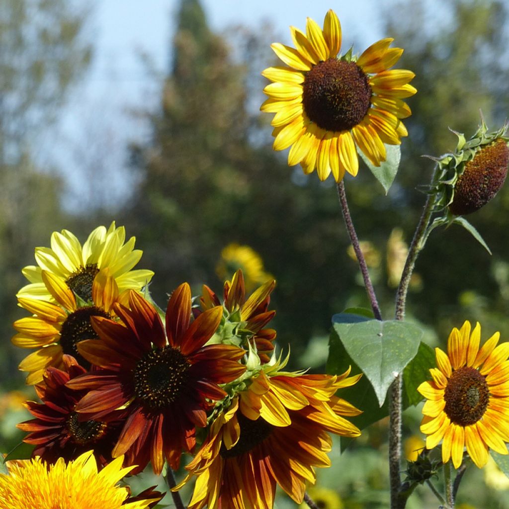 Sunflower Autumn Beauty Mix Seeds - Helianthus annuus