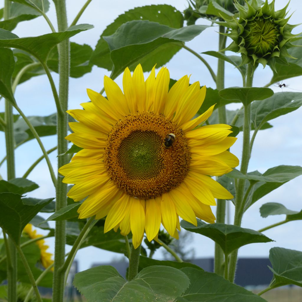 Sunflower Peredovick Seeds - Helianthus annuus