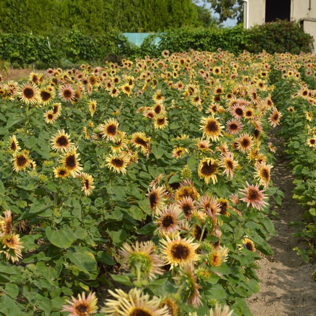 Sunflower Astra Rose seeds - Helianthus annuus